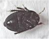 Geotomus sp.